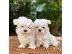 PoulaTo: Maltese Puppies
